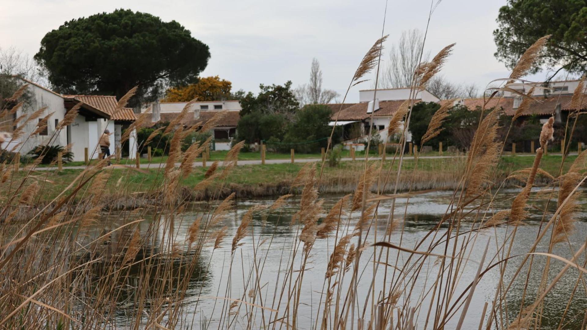 Holiday home La Sauvagine Saintes-Maries-de-la-Mer